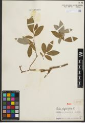 Foto von Salix phylicifolia L.